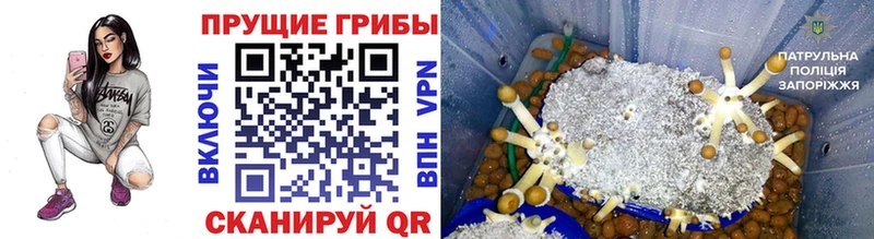 закладка  Мураши  Галлюциногенные грибы Cubensis 